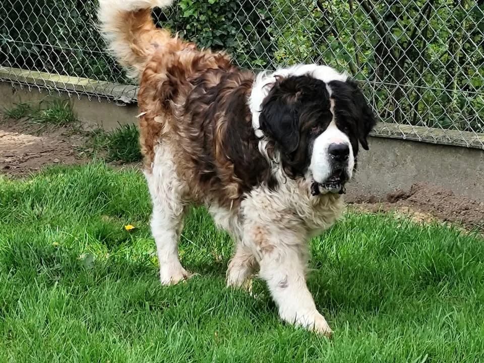 BERNARD, male senior mixed breed for adoption at SPA Étalondes, Etalondes