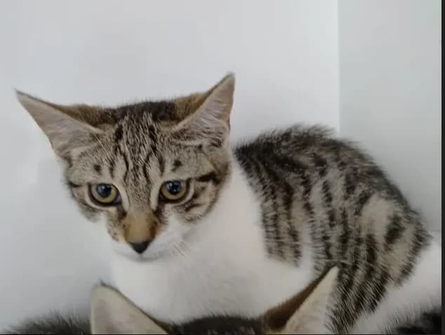 Zazie, female Mixed Breed for adoption at SPA Étalondes, Etalondes