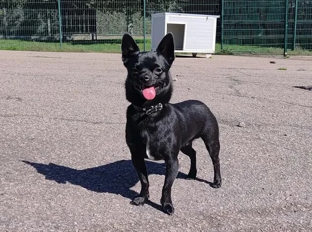 PACO, male young Mixed Breed for adoption at SPA Étalondes, Etalondes