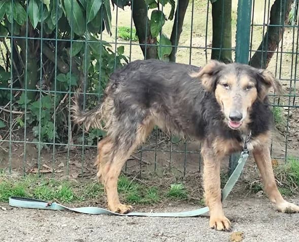 Neo, male senior mixed breed for adoption at SPA Étalondes, Etalondes