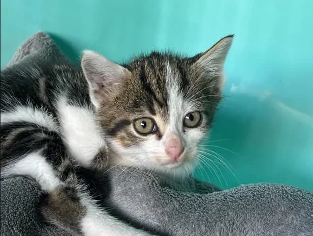 Novo, male Mixed Breed for adoption at SPA Étalondes, Etalondes