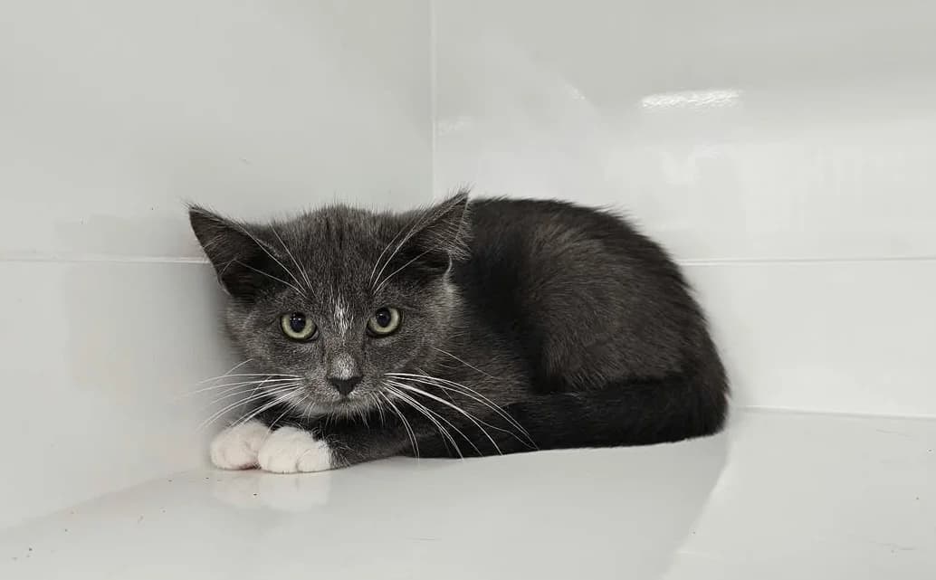 PIPPER, female Mixed Breed for adoption at SPA Étalondes, Etalondes