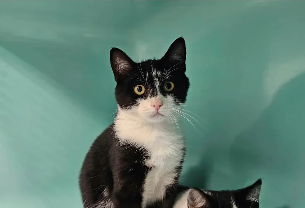 SPASIBO, male Mixed Breed for adoption at SPA Étalondes, Etalondes