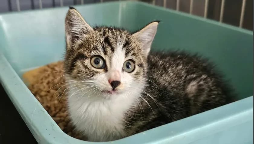 chaton tigré blanc, female Mixed Breed for adoption at SPA Étalondes, Etalondes