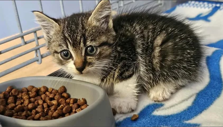 chaton tigré blanc, male Mixed Breed for adoption at SPA Étalondes, Etalondes