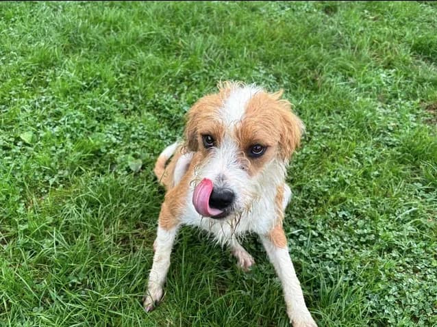 GRIFOU, male young mixed breed for adoption at SPA Étalondes, Etalondes