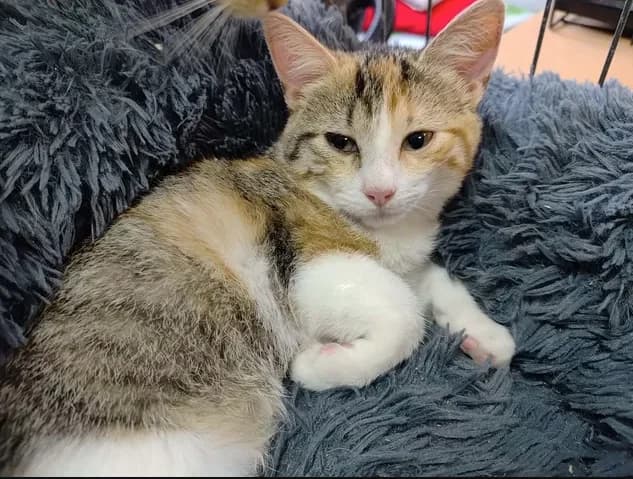 AUTOMNE, female Mixed Breed for adoption at SPA Étalondes, Etalondes