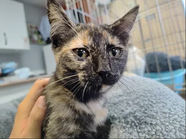 SUMMER, female Mixed Breed for adoption at SPA Étalondes, Etalondes
