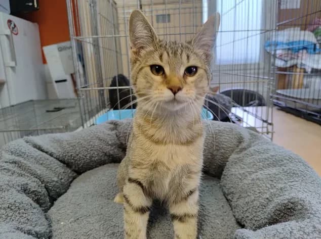 HOLIDAY, male Mixed Breed for adoption at SPA Étalondes, Etalondes