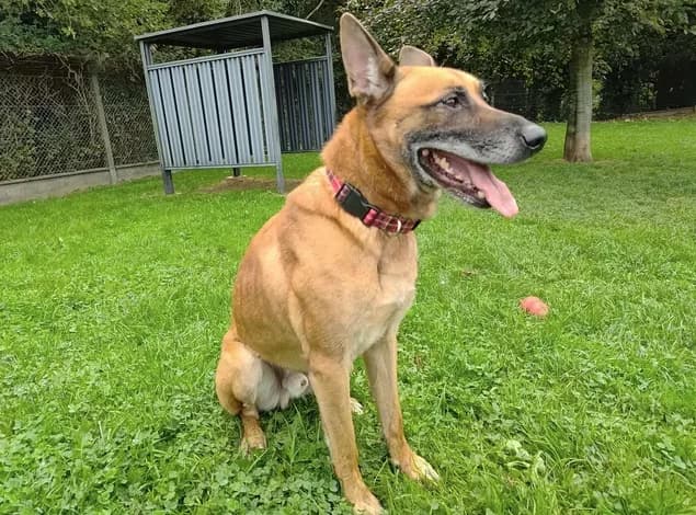 PACKO, male 7yo Belgian Malinois for adoption at SPA Étalondes, Etalondes