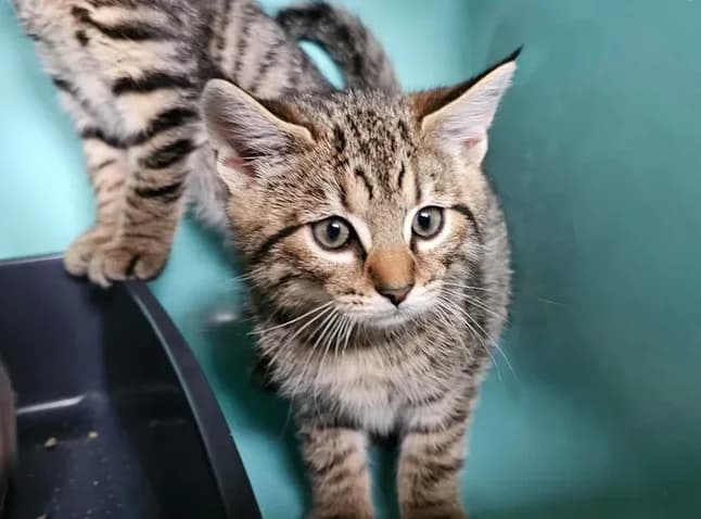 Titi, male mixed breed for adoption at SPA Étalondes, Etalondes
