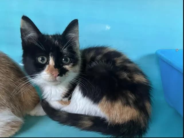fraise, female Mixed Breed for adoption at SPA Étalondes, Etalondes