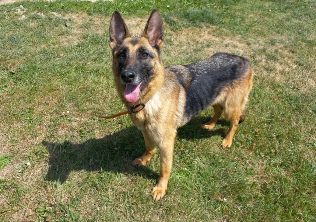 KIRA, female 7yo German Shepherd for adoption at SPA Étalondes, Etalondes
