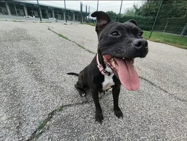 NIKITA, female senior Staffordshire Bull Terrier for adoption at SPA Étalondes, Etalondes