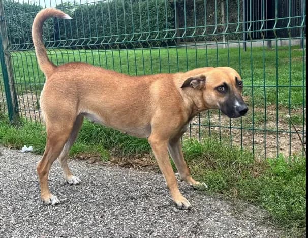 COLETTE, female young mixed breed for adoption at SPA Étalondes, Etalondes