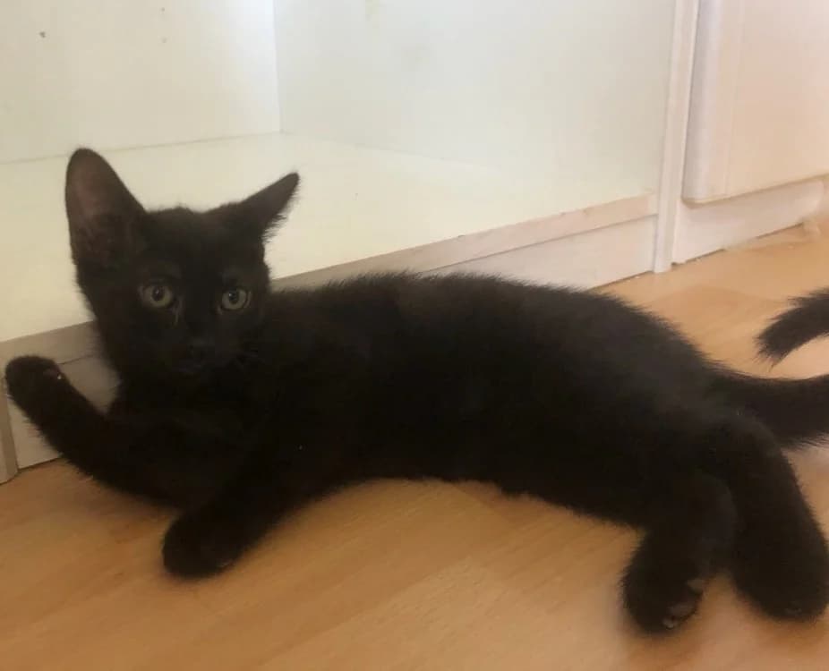 ODDY, female Mixed Breed for adoption at SPA Forbach, Forbach
