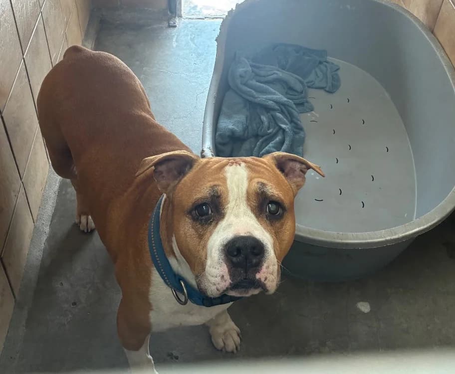 NEYKO, male senior Staffordshire Bull Terrier for adoption at SPA Forbach, Forbach