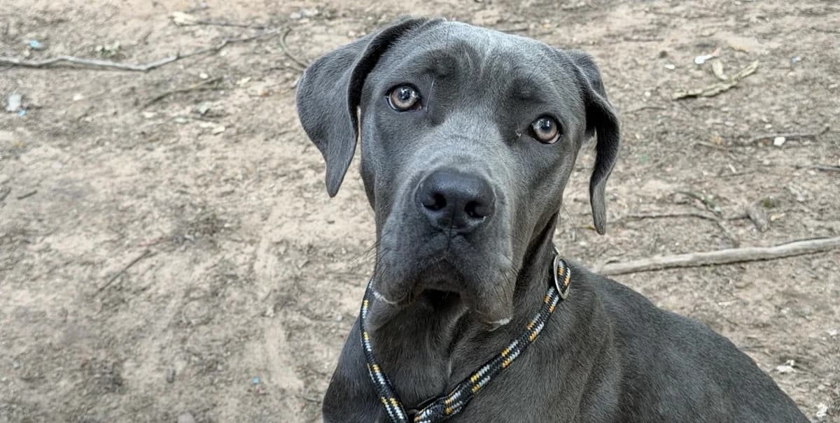 AWAI, female Cane Corso for adoption at SPA Forbach, Forbach