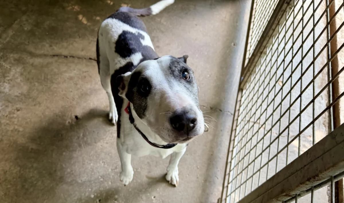 PRINCESSE, female senior Mixed Breed for adoption at SPA Forbach, Forbach