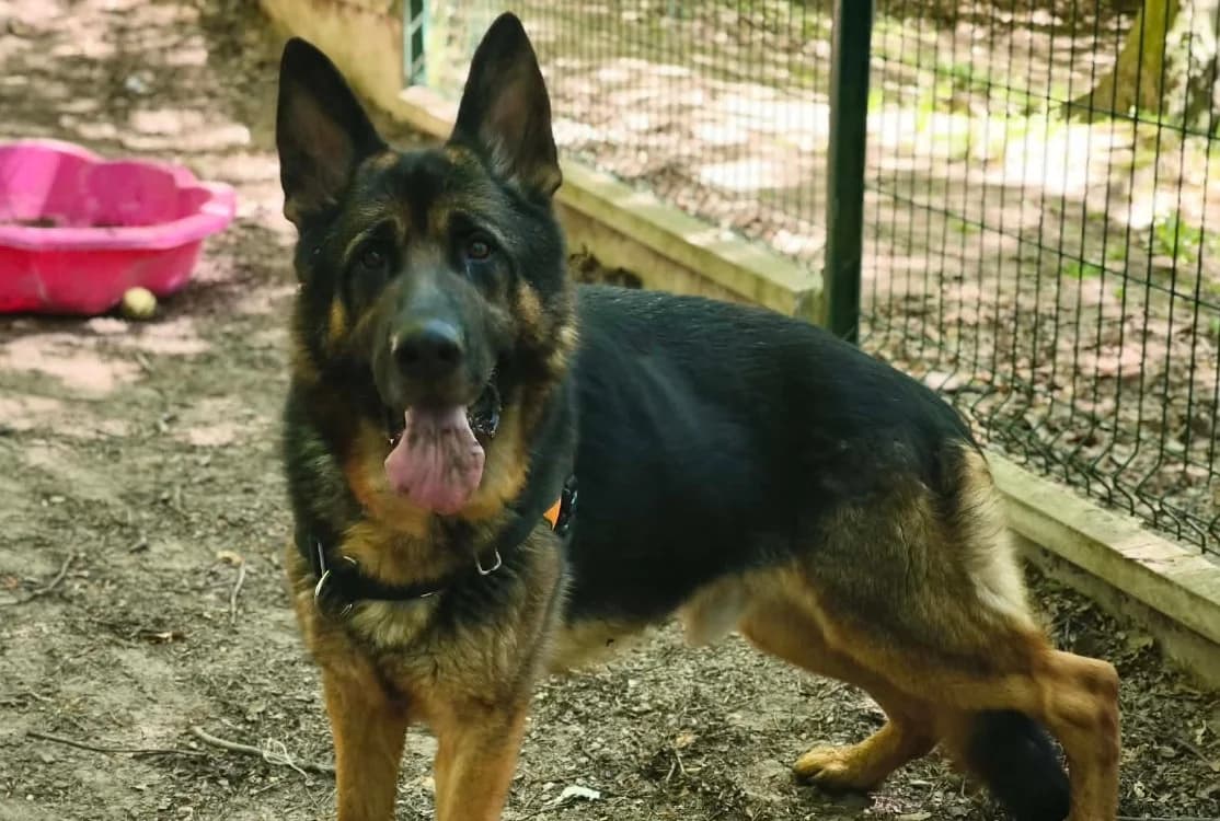 TYSON, male 4yo Mixed Breed for adoption at SPA Forbach, Forbach