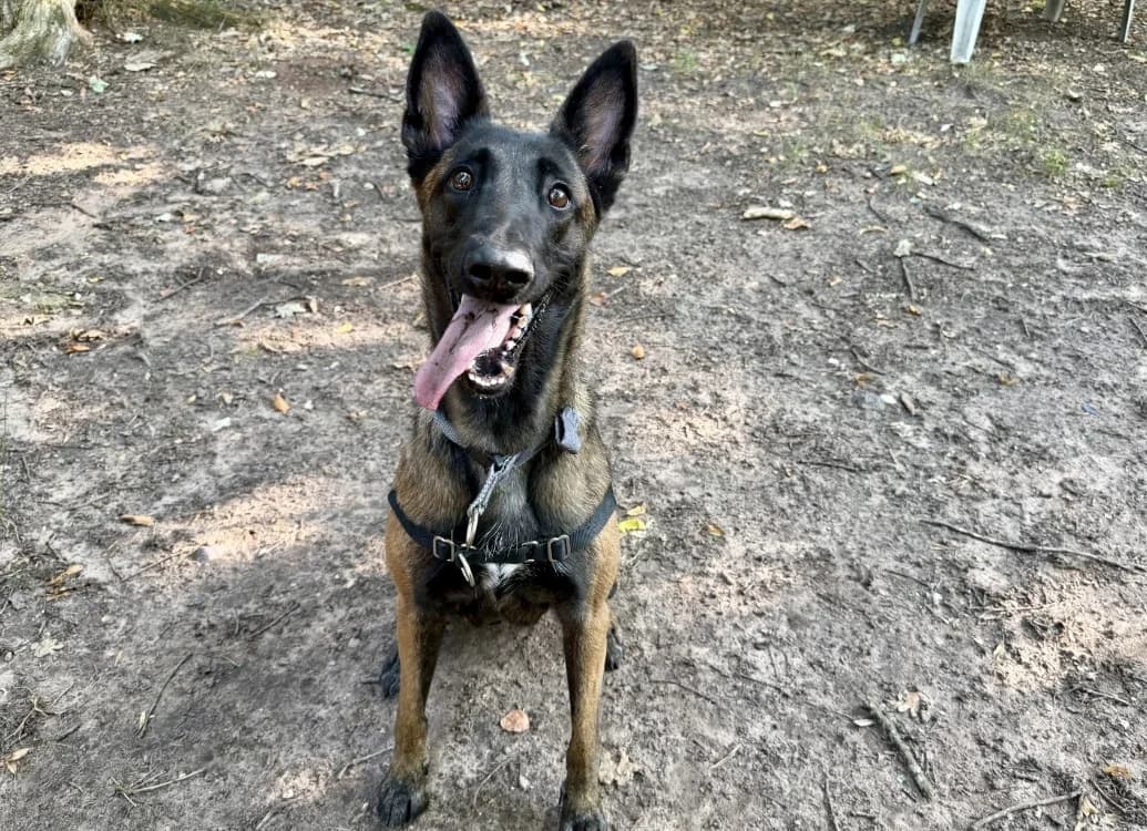 VAILA, female young Belgian Malinois for adoption at SPA Forbach, Forbach
