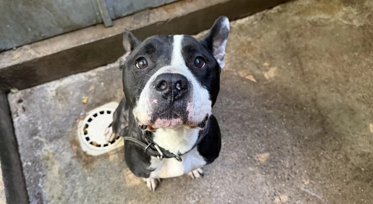 BYRON, male 5yo French Bulldog for adoption at SPA Forbach, Forbach