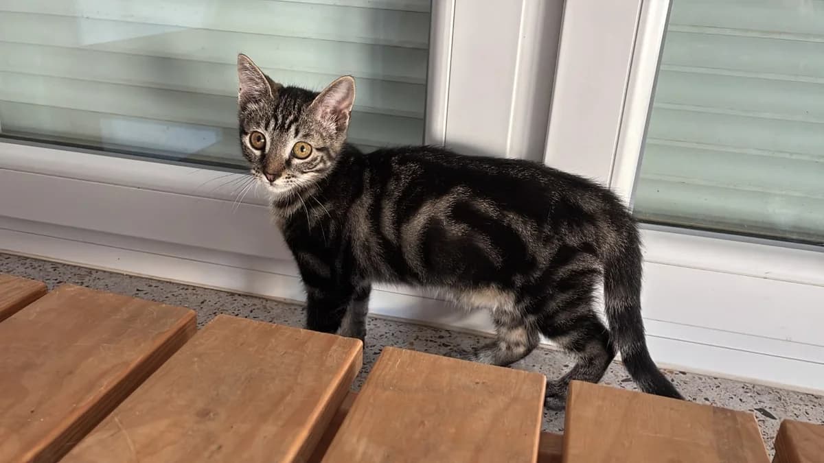 URANUS, female Mixed Breed for adoption at SPA Forbach, Forbach