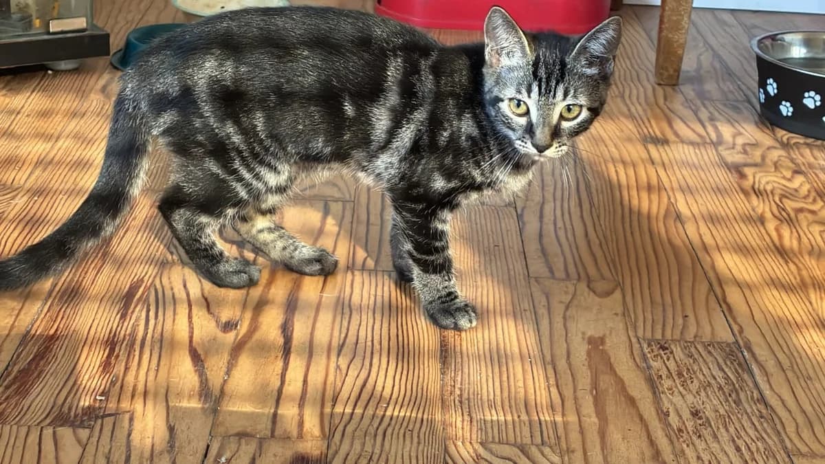 SUMMER, female Mixed Breed for adoption at SPA Forbach, Forbach