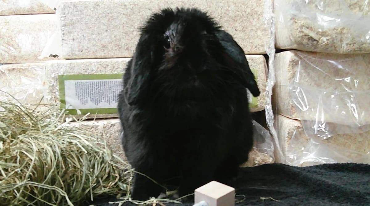 KACI, male 3yo Mixed Breed for adoption at SPA Forbach, Forbach