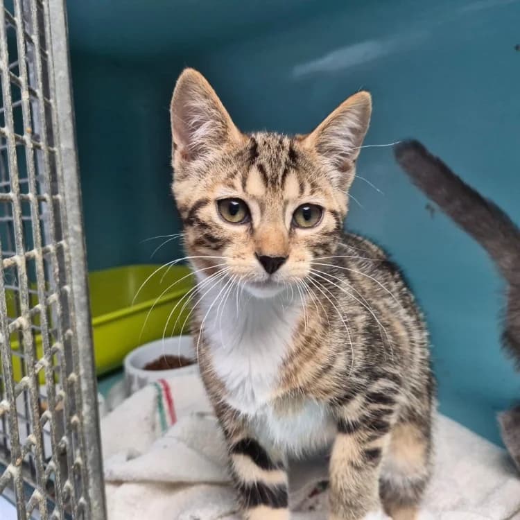 TWIX, female mixed breed for adoption at SPA Forbach, Forbach
