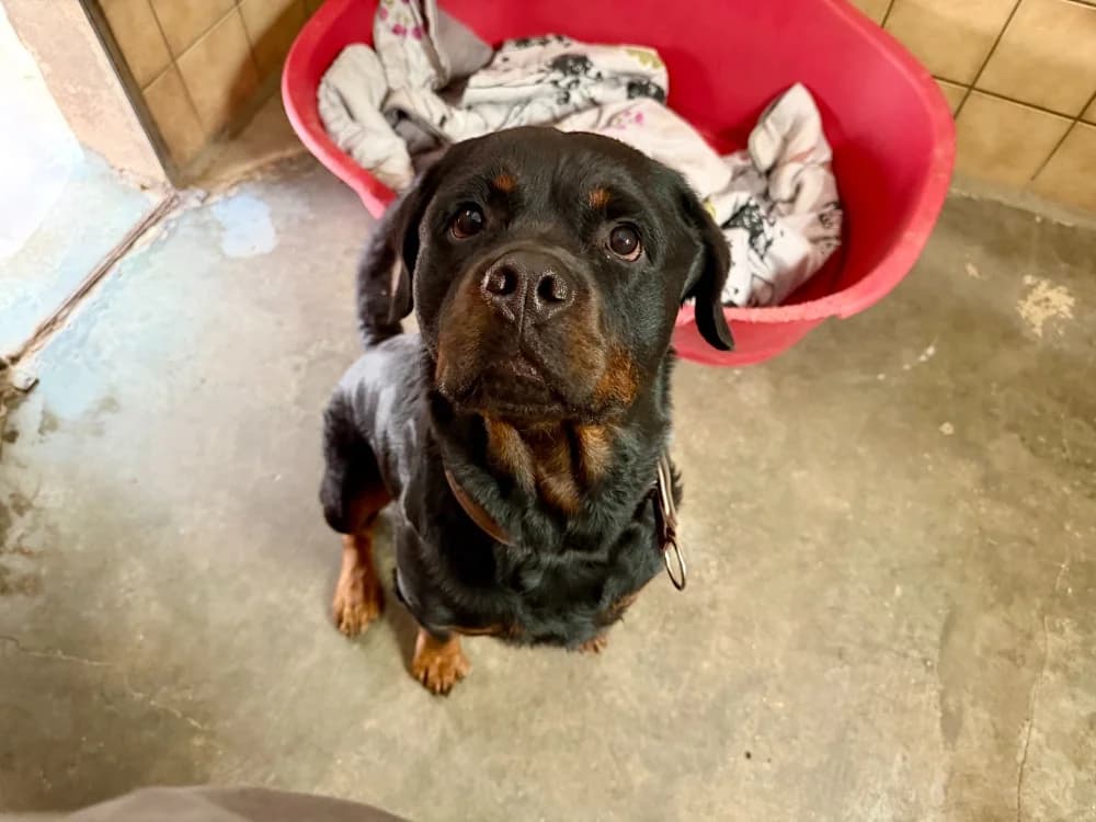 STITCH, male 4yo Rottweiler for adoption at SPA Forbach, Forbach
