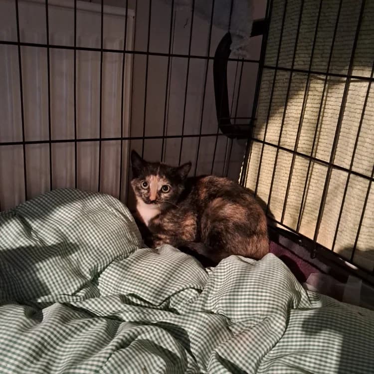 SAKURA, female Mixed Breed for adoption at SPA Forbach, Forbach