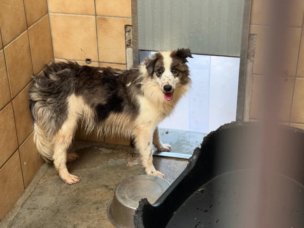 ORPHEE, female young Border Collie for adoption at SPA Forbach, Forbach