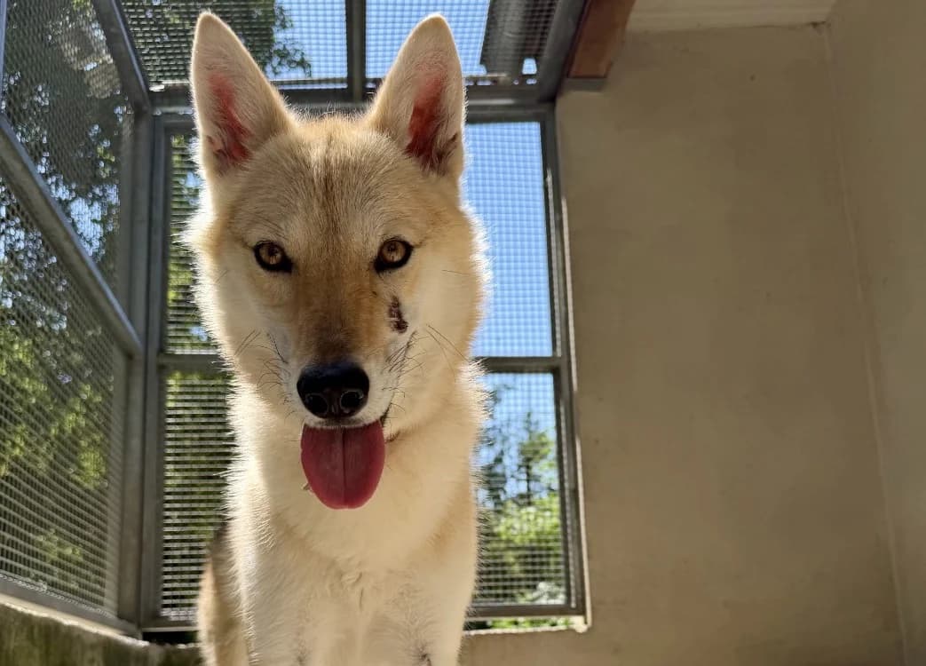 SAONA, female 4yo mixed breed for adoption at SPA Forbach, Forbach