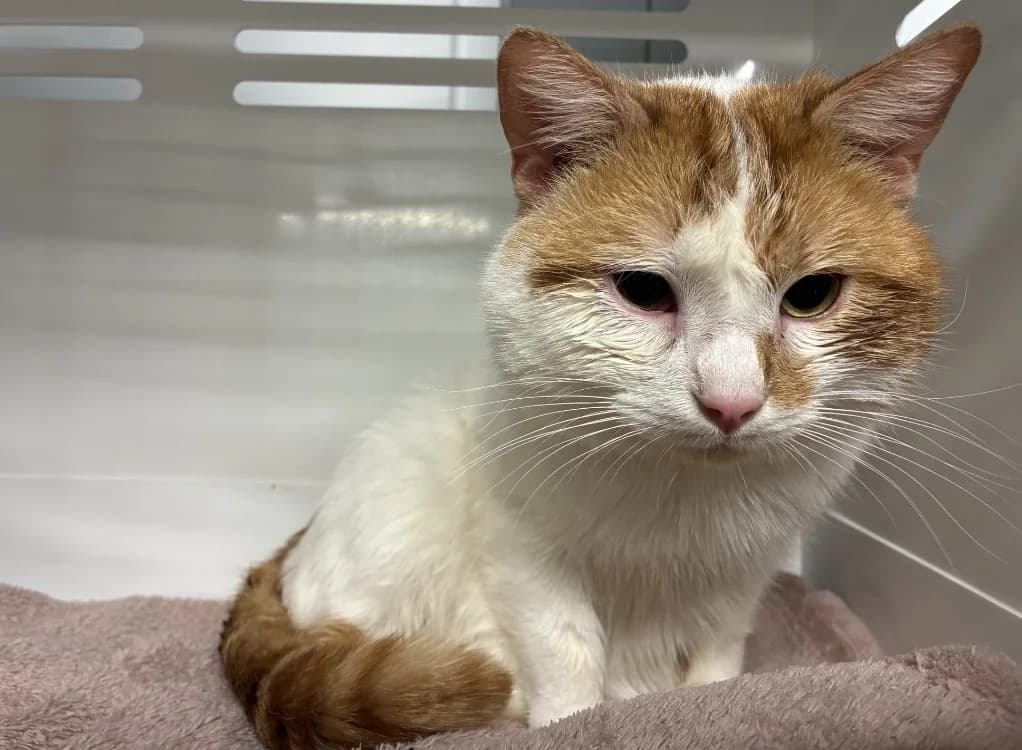 HARIBO, male 5yo mixed breed for adoption at SPA Forbach, Forbach