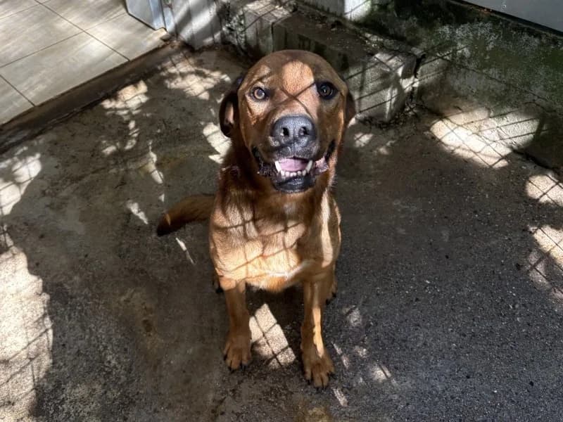 TAO, male young Mixed Breed for adoption at SPA Forbach, Forbach