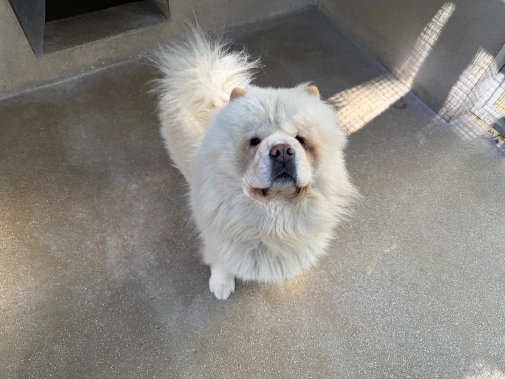 MICKEY, male young Chow Chow for adoption at SPA Forbach, Forbach