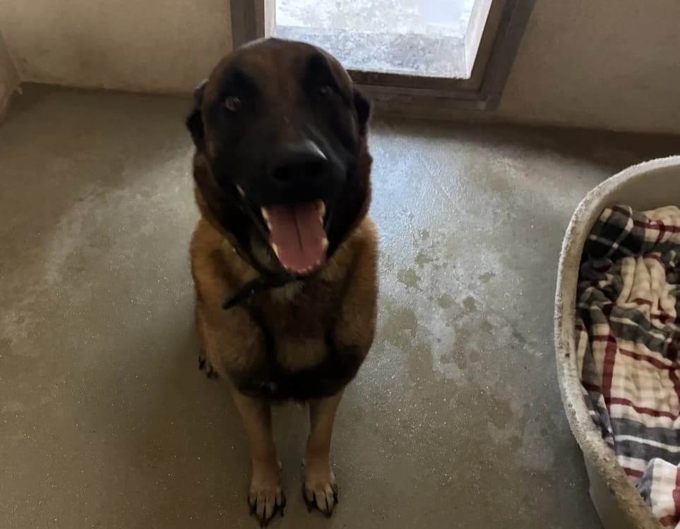 STORM, male 4yo Belgian Malinois for adoption at SPA Forbach, Forbach
