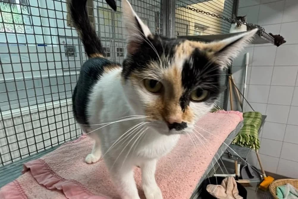 MIMI, female young mixed breed for adoption at SPA Forbach, Forbach