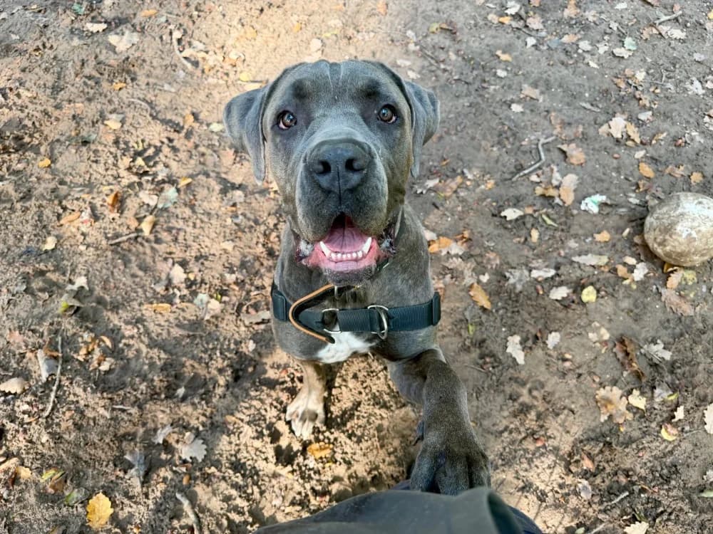 A'FLOKY, male young Cane Corso for adoption at SPA Forbach, Forbach