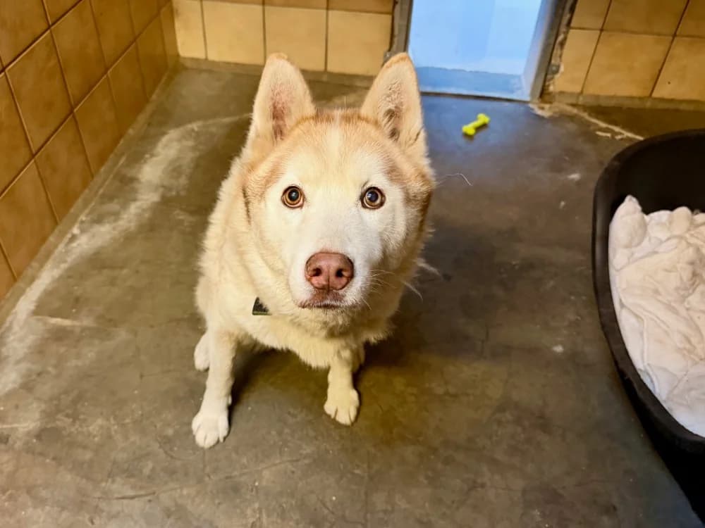 MONOKE, female senior Husky for adoption at SPA Forbach, Forbach