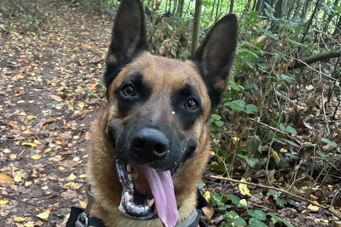USKO, male young Belgian Malinois for adoption at SPA Forbach, Forbach