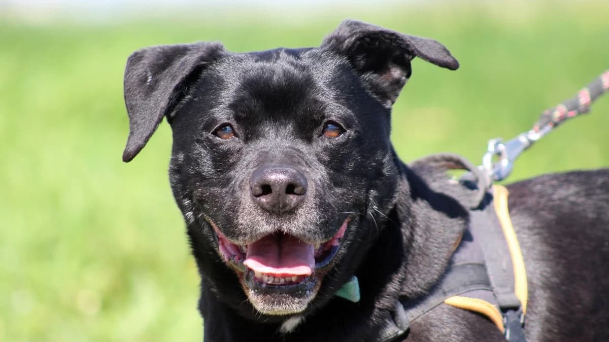 POLAX, male senior Labrador Retriever for adoption at SPA Chilleurs-aux-Bois, Chilleurs