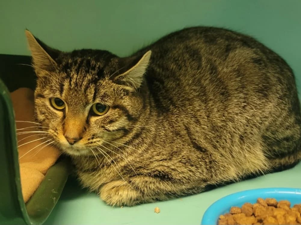 PEANUT, male mixed breed for adoption at Le Garric), Albi