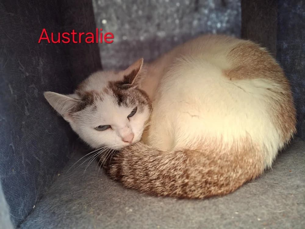 AUSTRALIE, female senior mixed breed for adoption at Amiens), Poulainville
