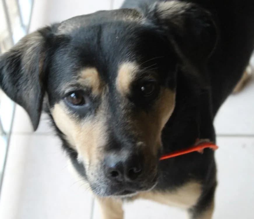 alina, female mixed breed for adoption at De Marsan