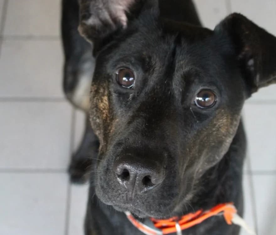 aubin (Réservé), male mixed breed for adoption at De Marsan