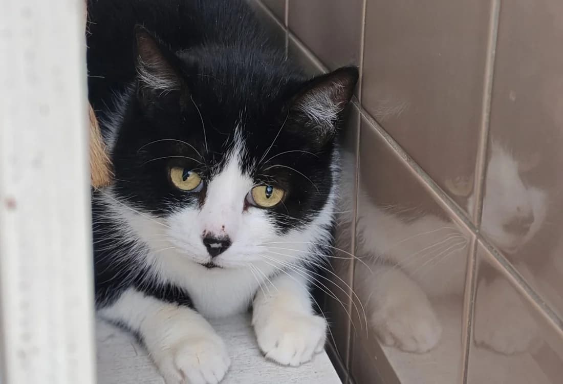 GAIA, female 7yo mixed breed for adoption at SPA Gennevilliers (Grammont), Gennevilliers