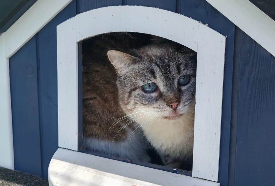 FLEURY, male 4yo Siamese for adoption at SPA Gennevilliers (Grammont), Gennevilliers