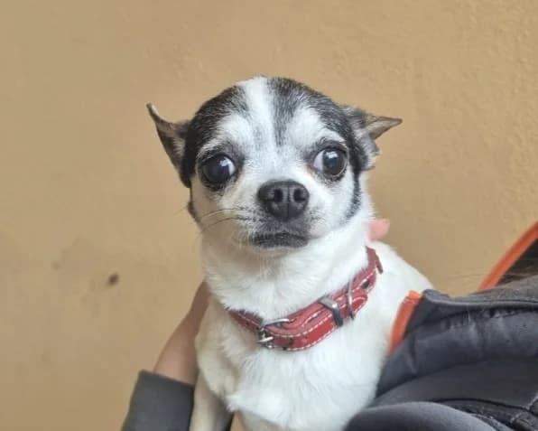 PIXIE, female 6yo Chihuahua for adoption at SPA Gennevilliers (Grammont), Gennevilliers